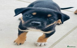 Rottweiler dogs for sale: 5 beautiful Rottweiler X puppies  - Image 6