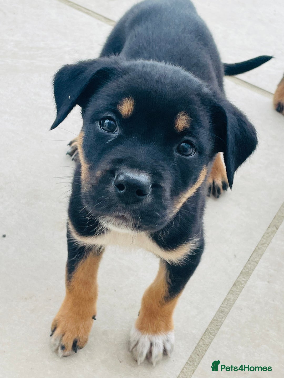 Rottweiler dogs for sale: 5 beautiful Rottweiler X puppies  - Image 6