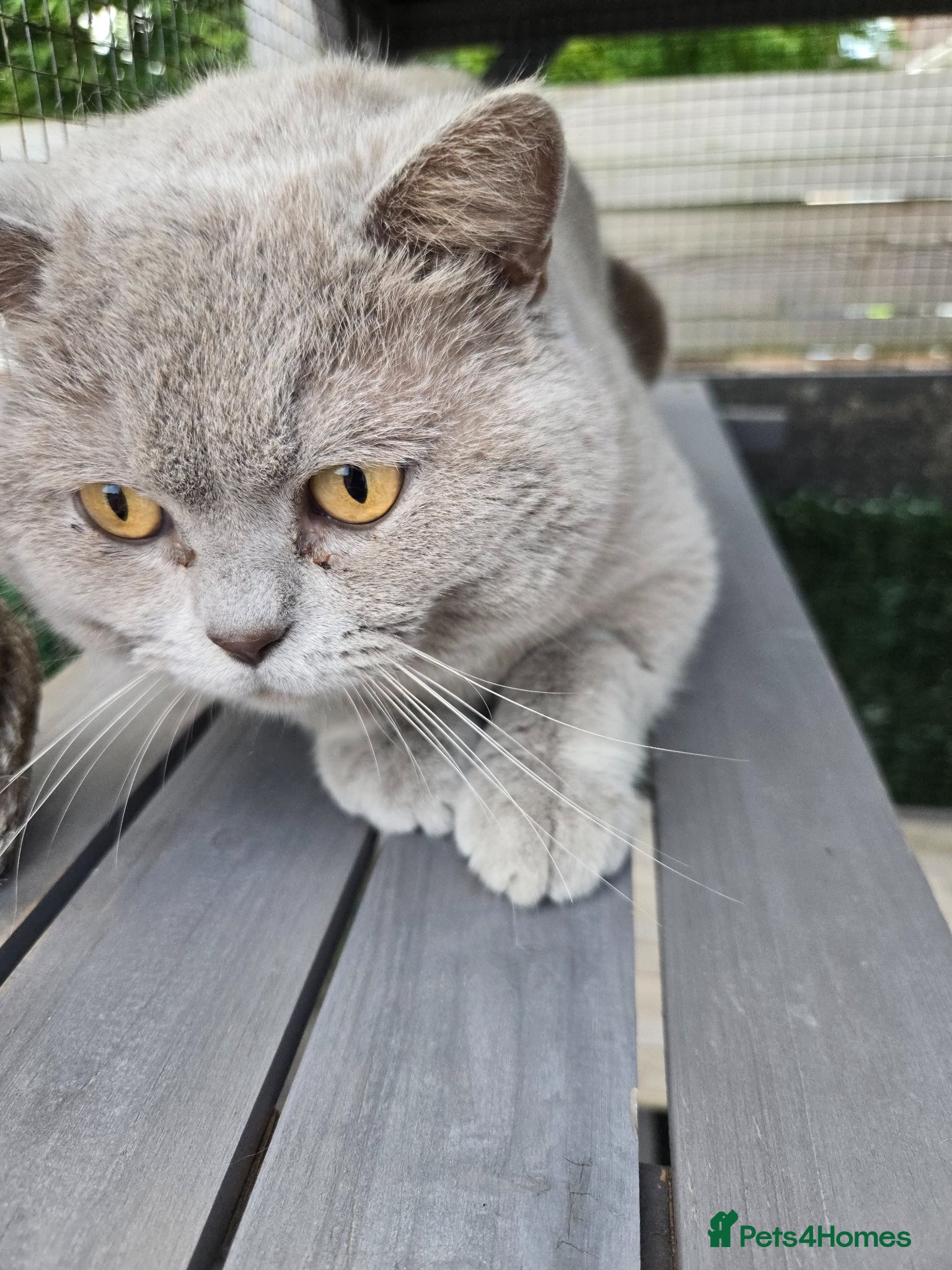 British Shorthair cats Lilac britishshort  - Advert 1