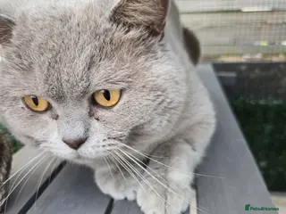 British Shorthair cats Lilac britishshort - Advert 1