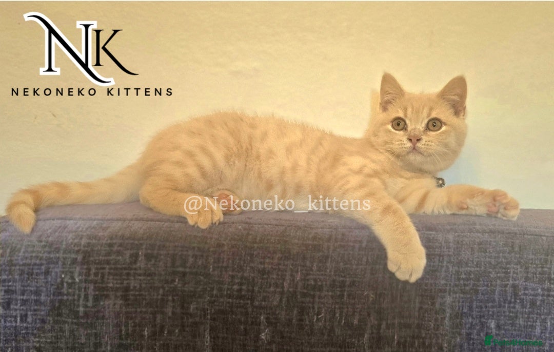 British Shorthair cats for sale: ❗️❗️2 LEFT❗️❗️CHUNKY ADORABLE FLUFF BALLS in Ilkeston - Image 4