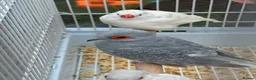 Finches birds for sale: Zebra finches and diamond doves  - Advert 5