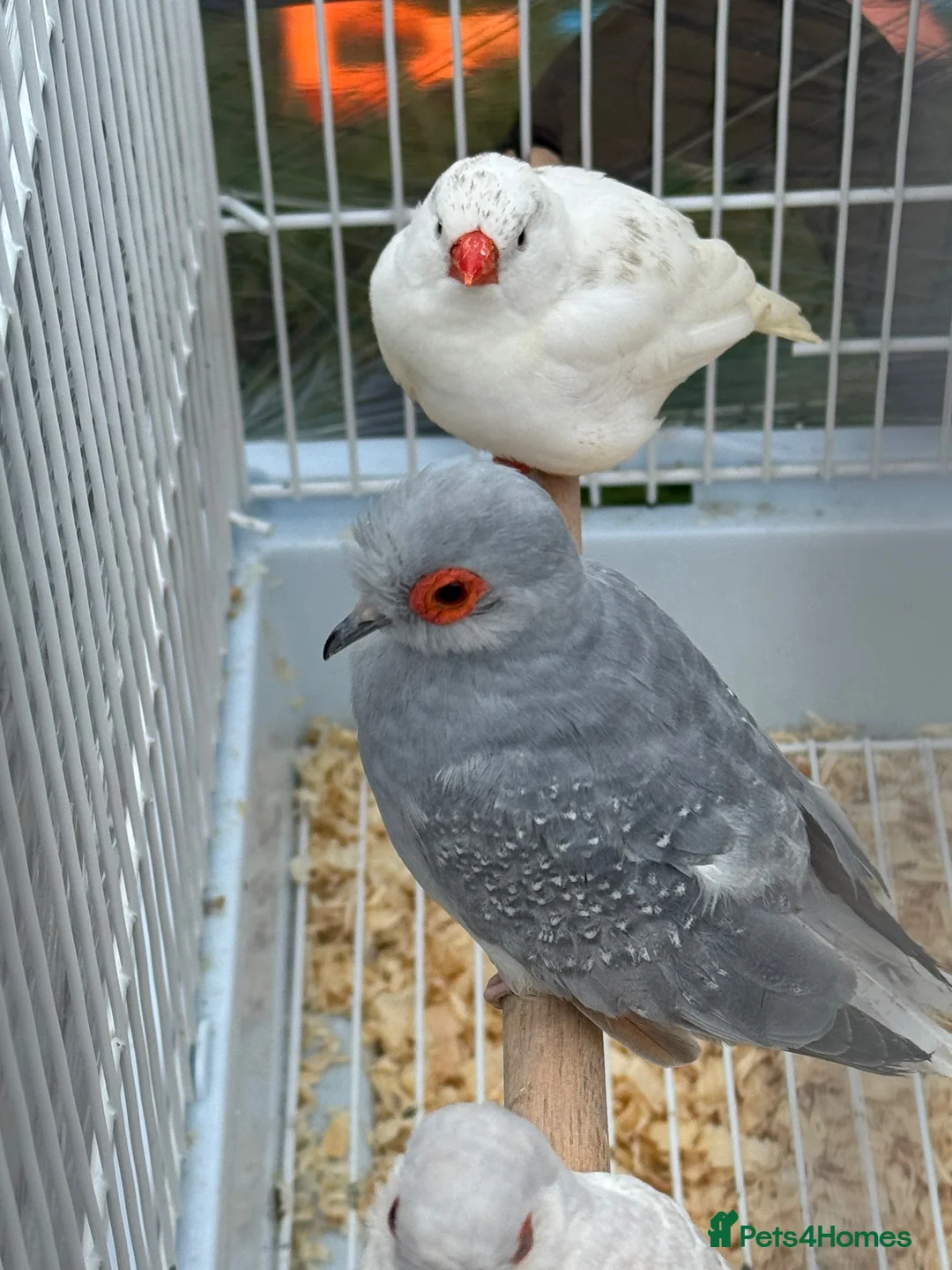 Finches birds for sale: Zebra finches and diamond doves  - Advert 5