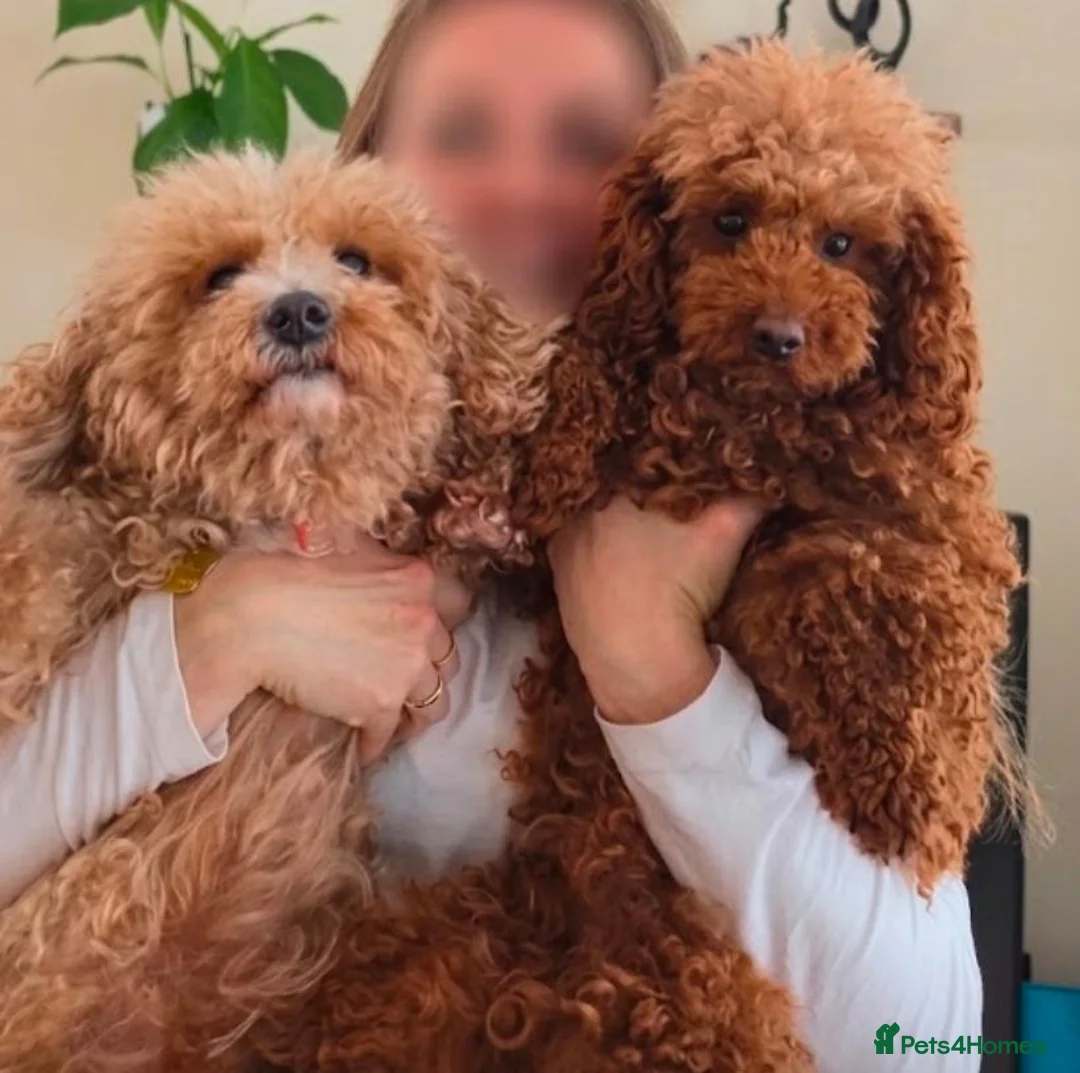Cavapoochon dogs for sale: Gorgeous Cavapoochons.Home-Reared&Raised with Love - Advert 2