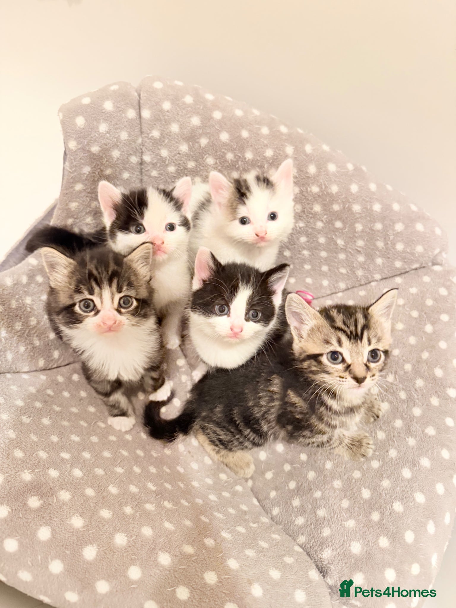 Mixed Breed cats Cute kittens - Advert 2
