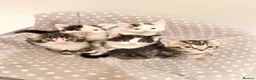 Mixed Breed cats for sale: Cute kittens - Advert 1