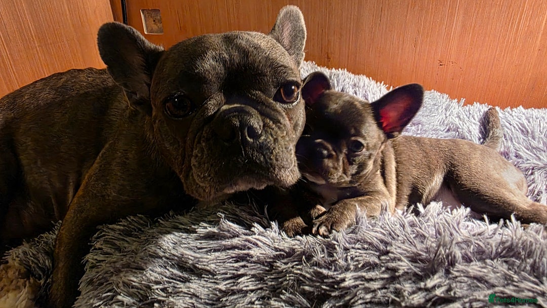 Mixed Breed dogs for sale: Frenchie x chihuahua - Image 6