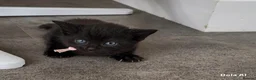 Mixed Breed cats for sale: Mixed breed kittens  - Advert 2