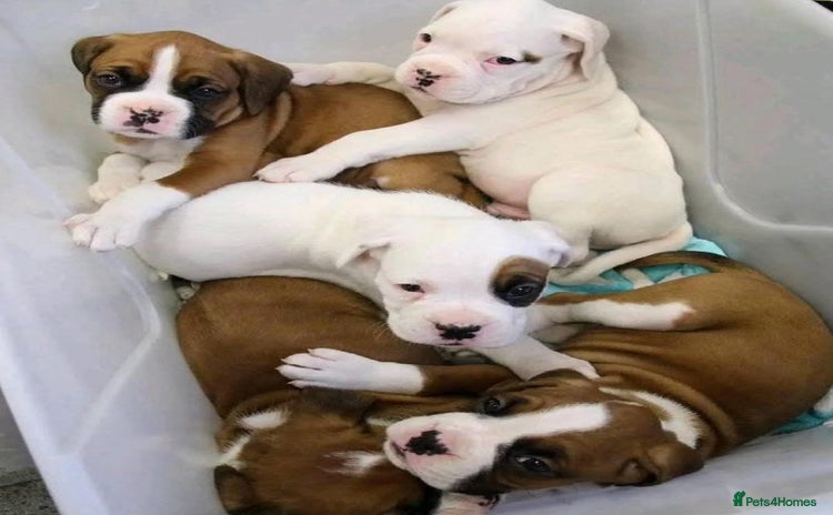 Boxer dogs - Advert 3
