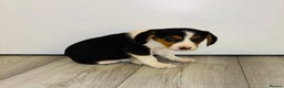 Beagle dogs for sale: Beagle Puppies - Advert 13