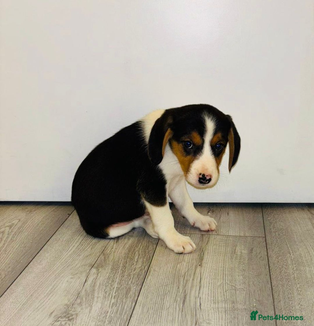 Beagle dogs for sale: Beagle Puppies - Advert 13