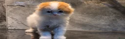 Scottish Fold cats for sale: One wee Wonder seeking mum or dad - Advert 4