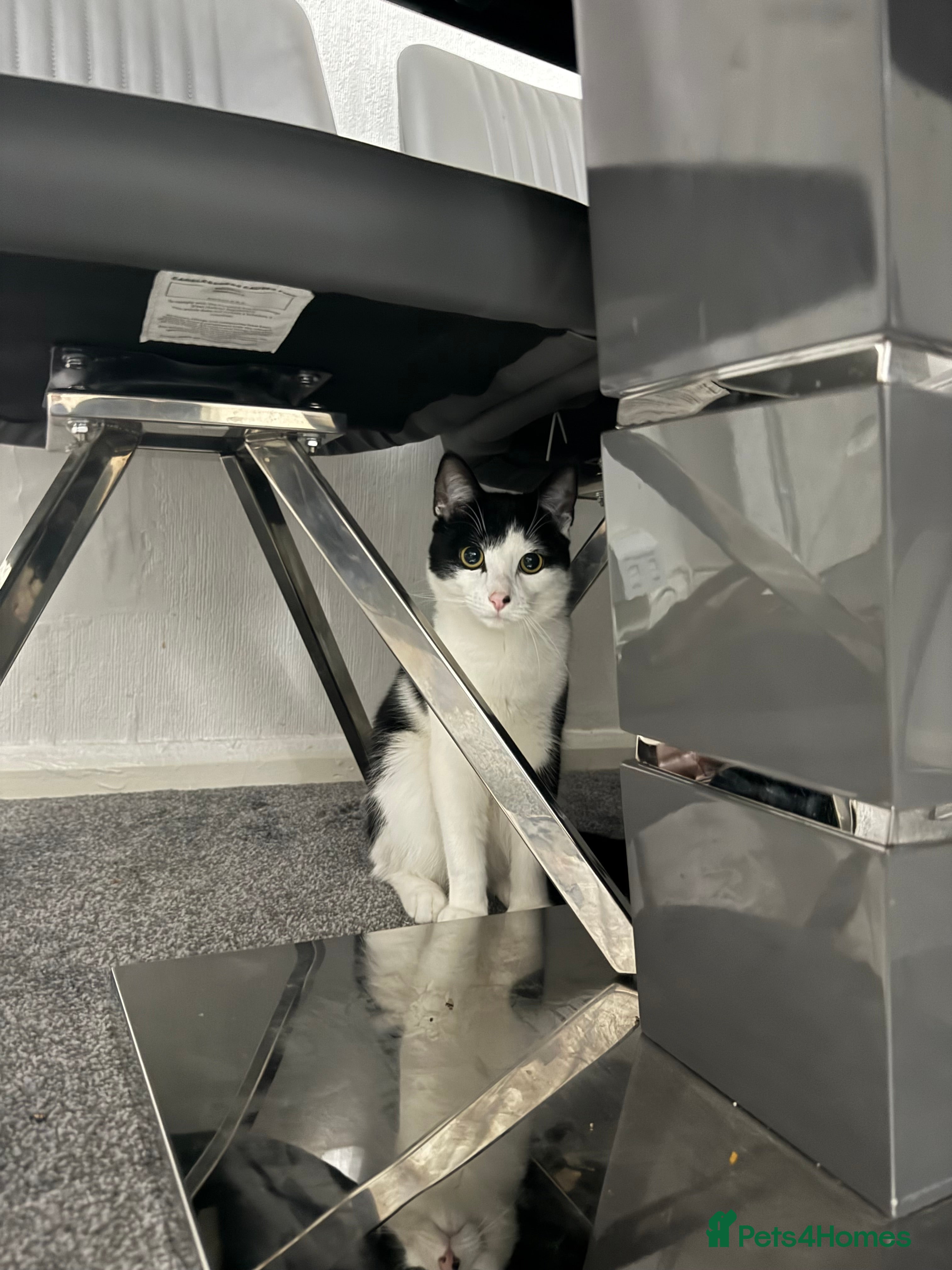 British Longhair cats Very playful cat. Loves being around people  - Advert 1