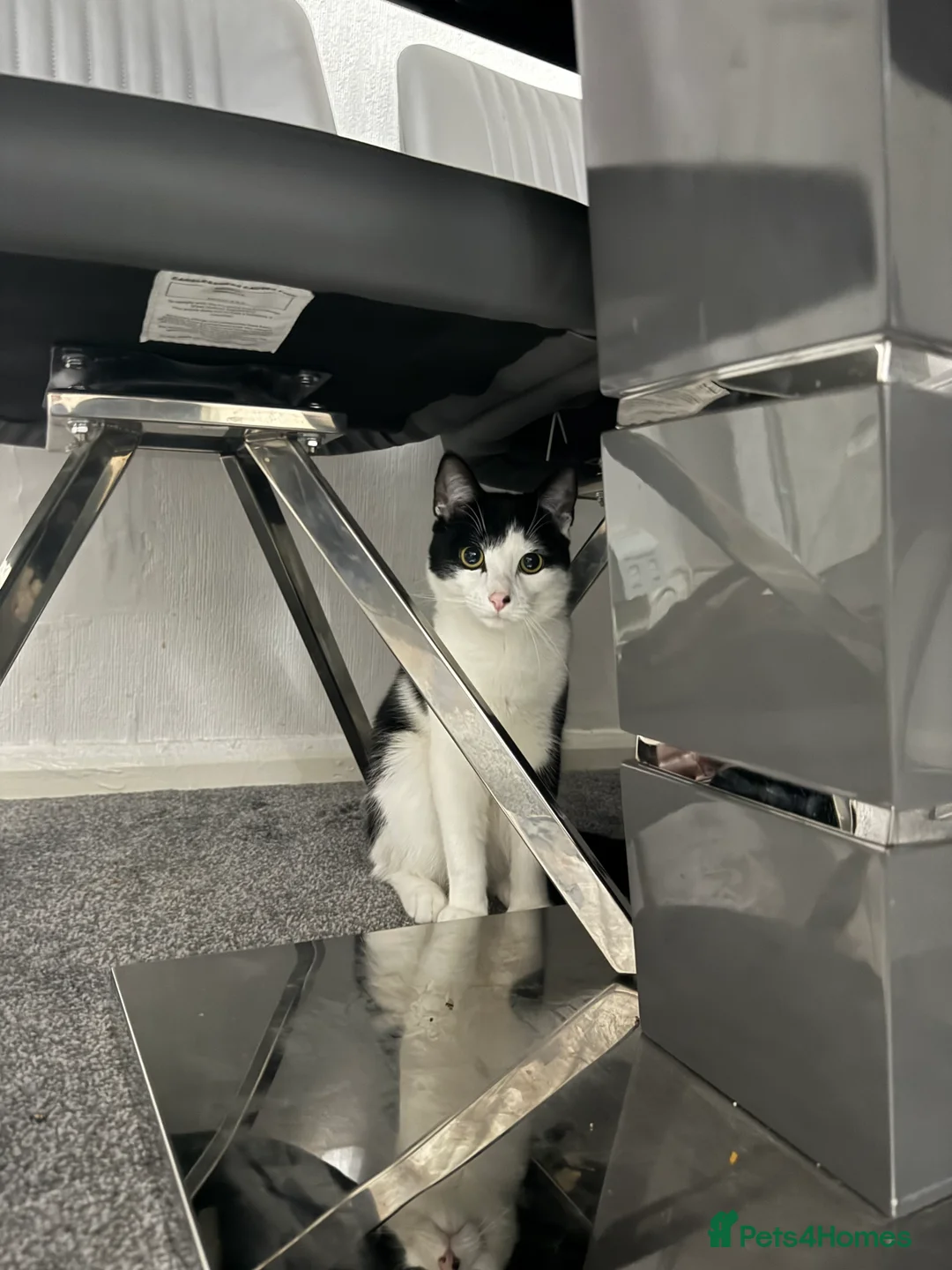 British Longhair cats for sale: Very playful cat. Loves being around people  - Advert 1