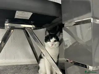 British Longhair cats Very playful cat. Loves being around people - Advert 1