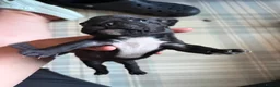 French Bulldog dogs for sale: 1 male 3 female litter  - Advert 9