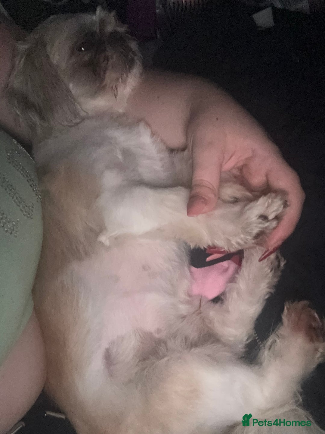Shih Tzu dogs for sale: Stunning white and apricot boy non kc  - Image 4