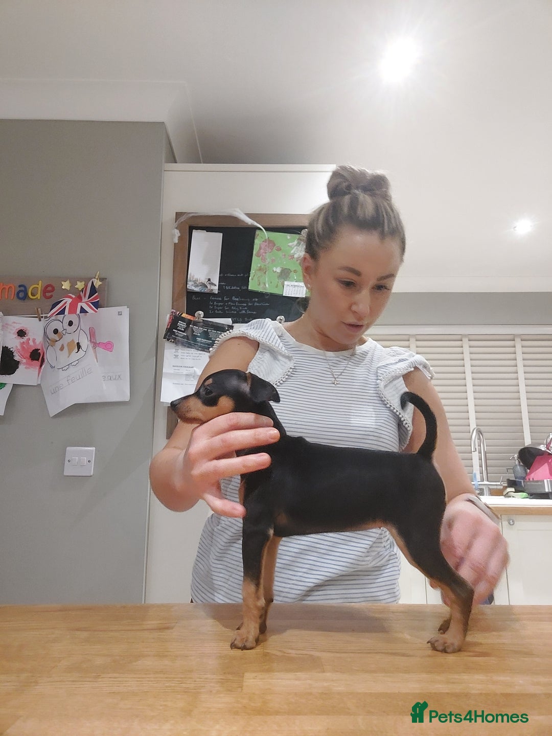 Miniature Pinscher dogs for sale: LAST PUPPY - LADYLUCKPINS KC MIN PINS - Advert 38