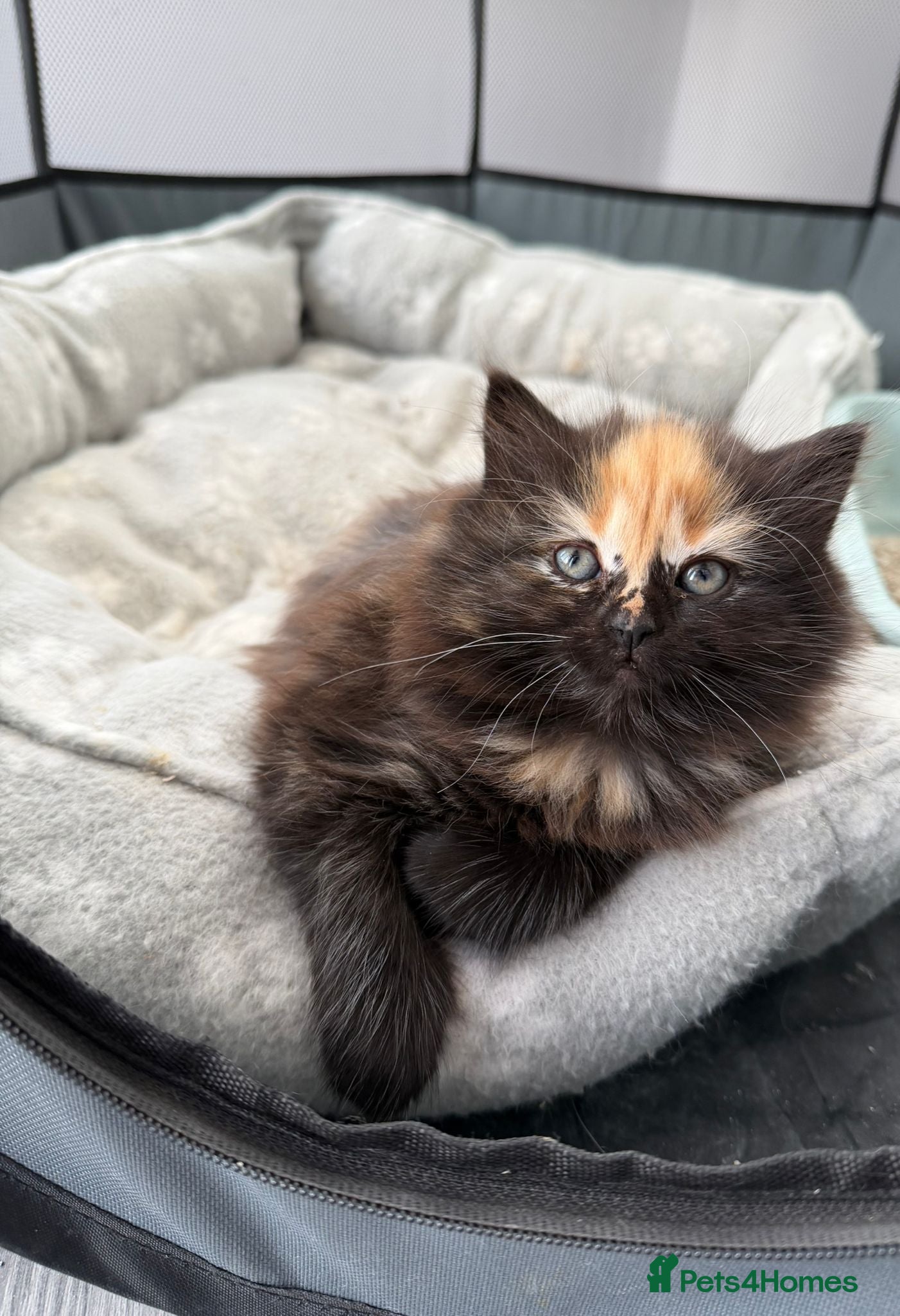 Mixed Breed cats Adorable long hair - Advert 4