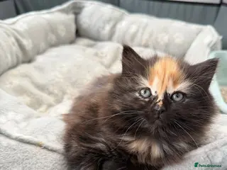 Mixed Breed cats Adorable long hair - Advert 10