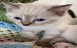 Ragdoll cats for sale: Pure Ragdoll Boys – Raised with Mum in Family Home - Image 18