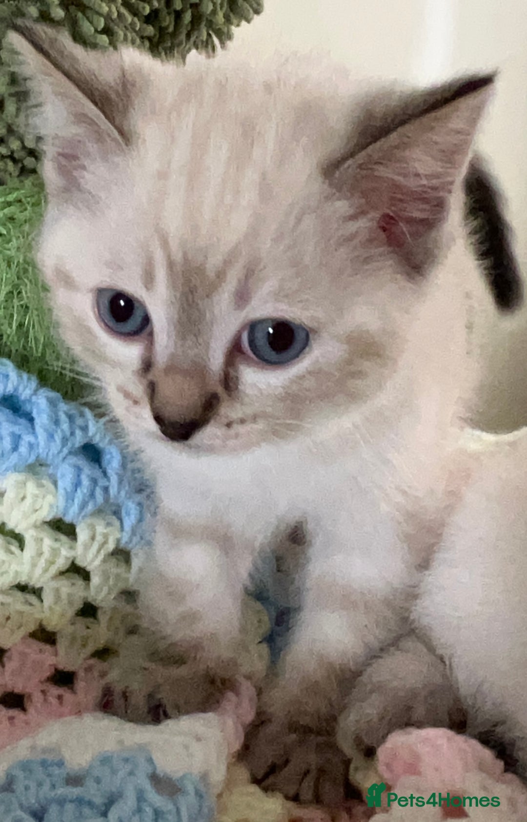 Ragdoll cats for sale: Pure Ragdoll Boys – Raised with Mum in Family Home - Image 18