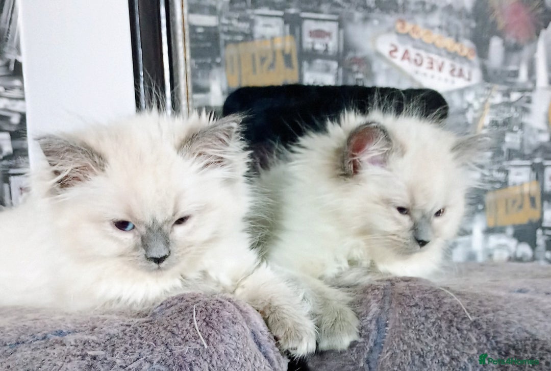 Ragdoll cats for sale: Beautiful full ragdoll kittens £695 - Advert 12
