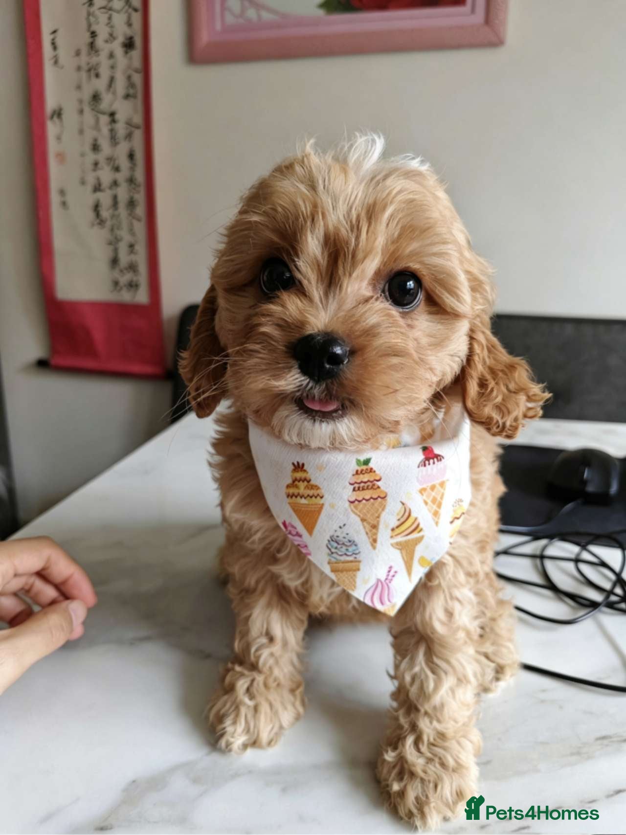 Cavapoo dogs 2boys and 1girl ready for new home - Advert 4