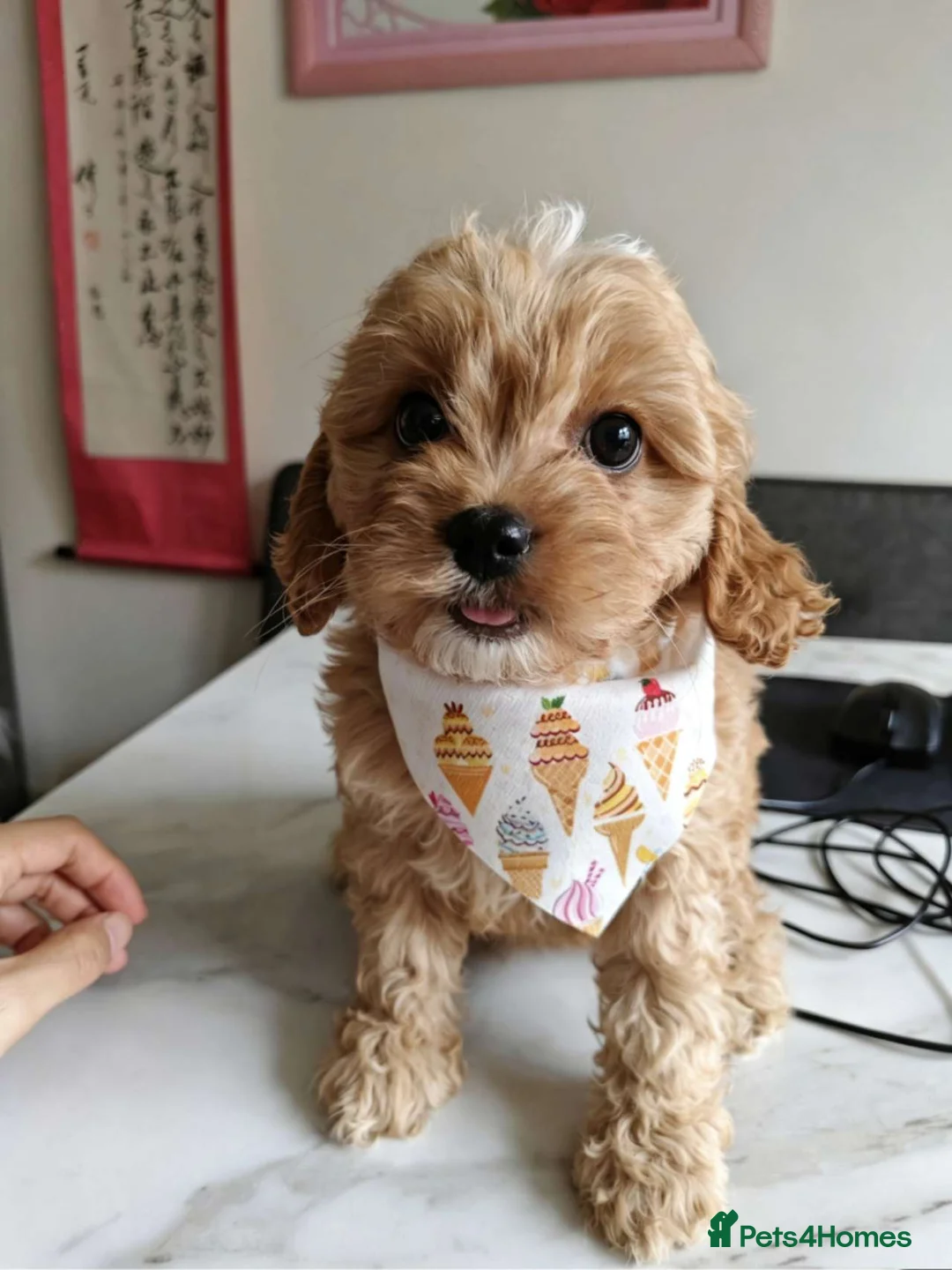 Cavapoo dogs for sale: Last girl ready to rehome in Preston - Advert 1