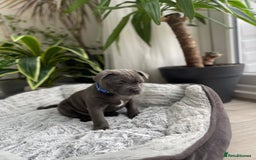 Staffordshire Bull Terrier dogs for sale: 🔷 Pharaon Champion Line Pups 🔷 in Wolverhampton - Image 24
