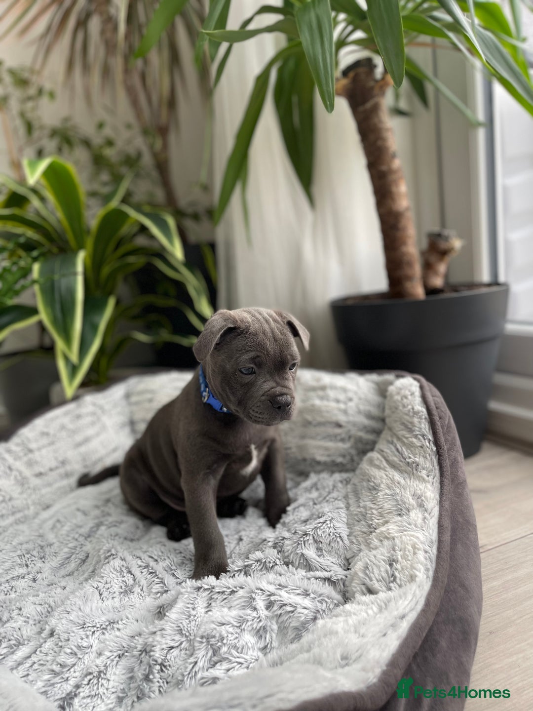 Staffordshire Bull Terrier dogs for sale: 🔷 Pharaon Champion Line Pups 🔷 in Wolverhampton - Image 24