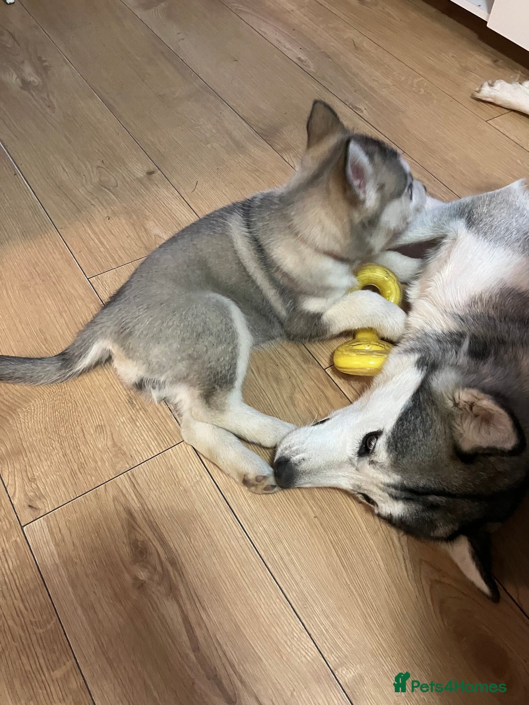 Siberian Husky dogs for sale: Beautiful husky puppies ready for their new homes  - Advert 16