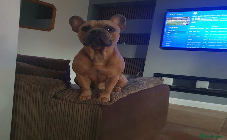 French Bulldog dogs - Advert 2