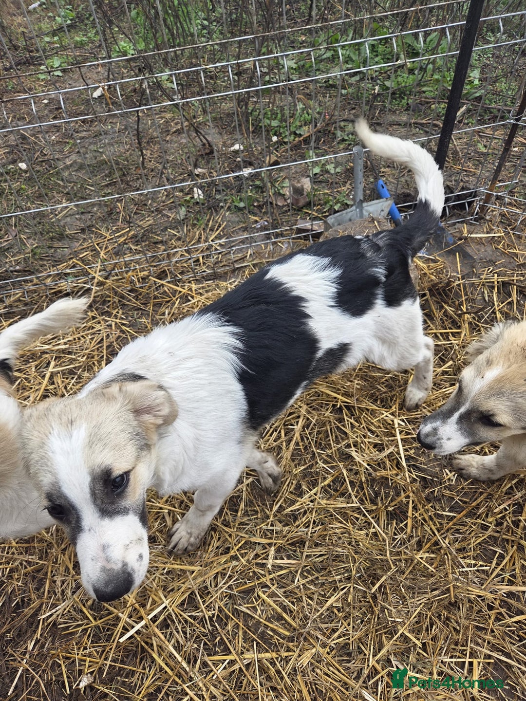 Mixed Breed dogs for adoption: 🐾 TEDDY - Big, Gentle & Full of Quiet Love 🤍🐶 - Advert 8