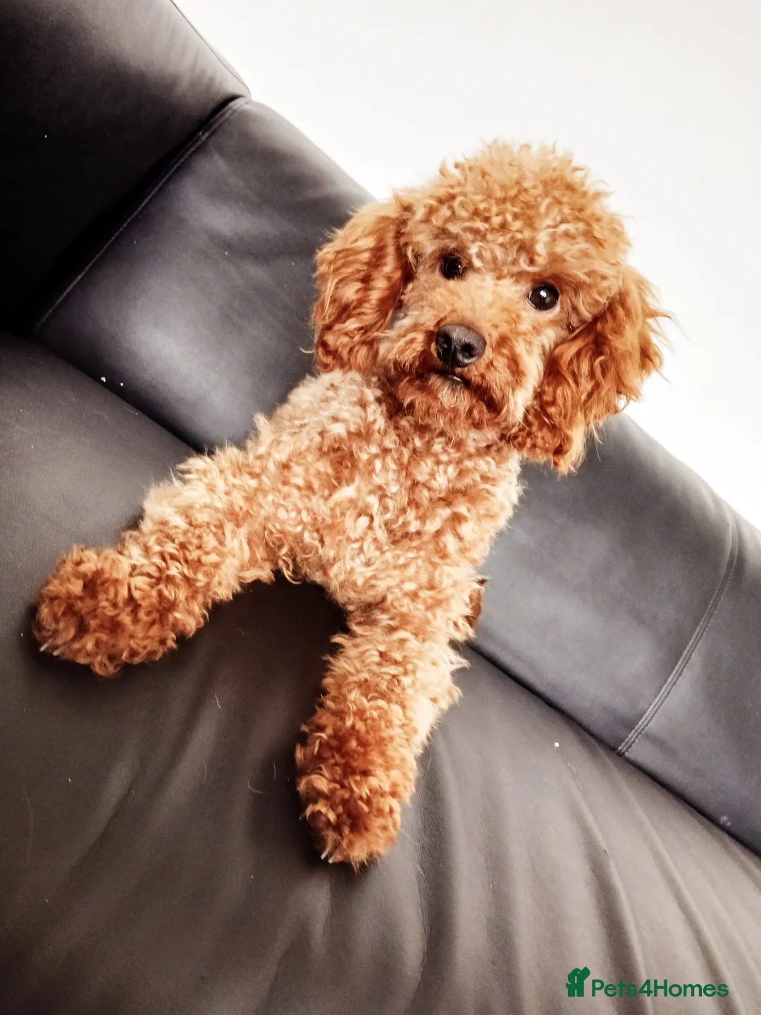 Maltipoo dogs for sale: F1B Maltipoo Puppies for Sale – 1 Boy, 3 Girls - Advert 12