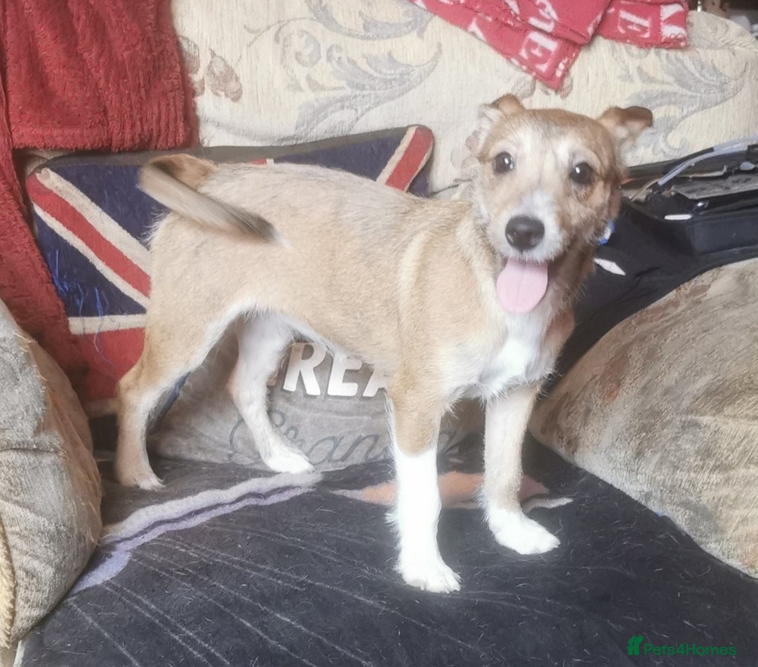 Jack Russell dogs for sale: Jack Russells puppies  - Image 3