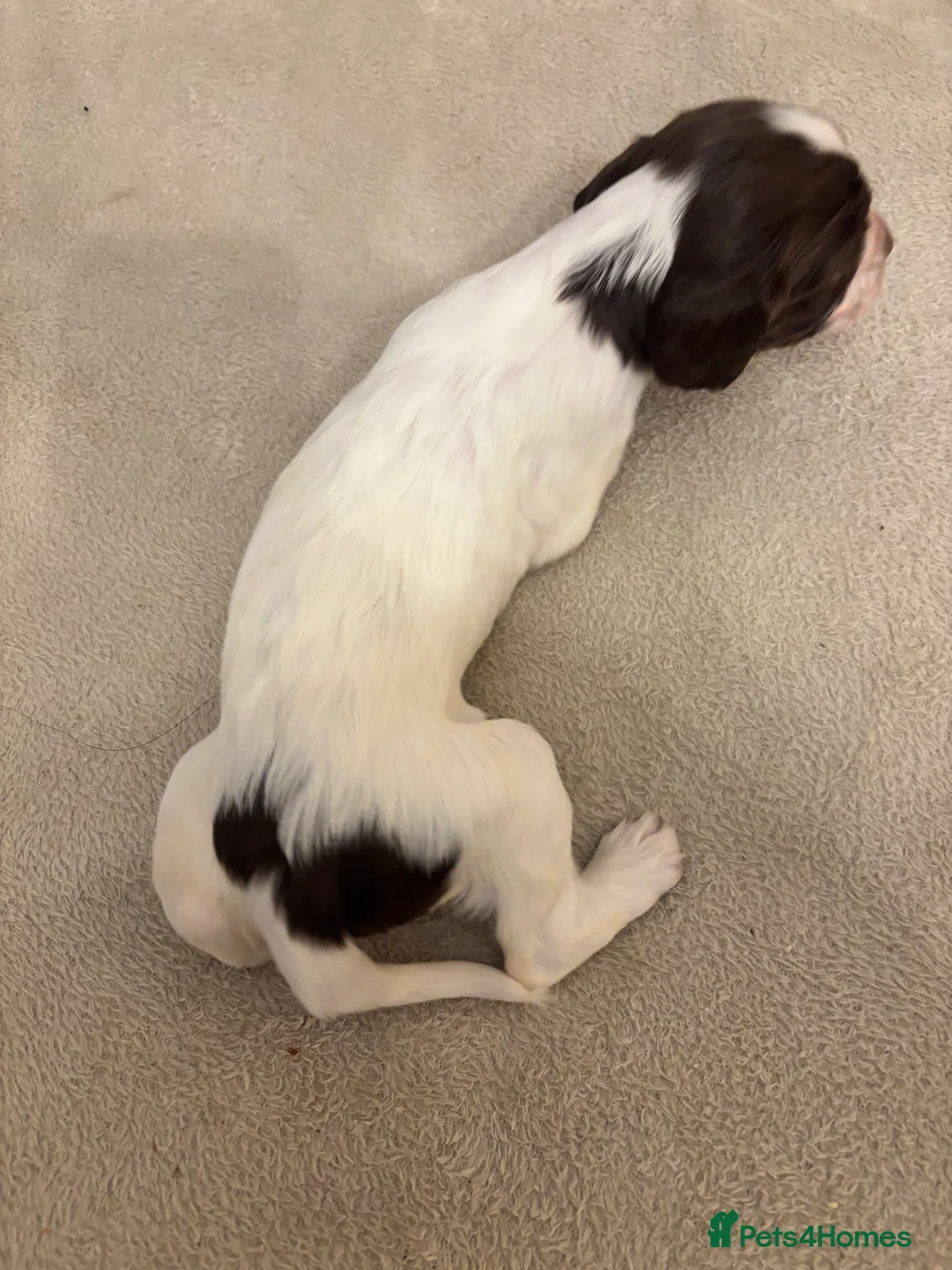 English Springer Spaniel dogs for sale: English springer spaniel puppies - Advert 36