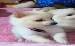Pomeranian dogs for sale: Beautiful Pomeranian puppy’s  - Image 7