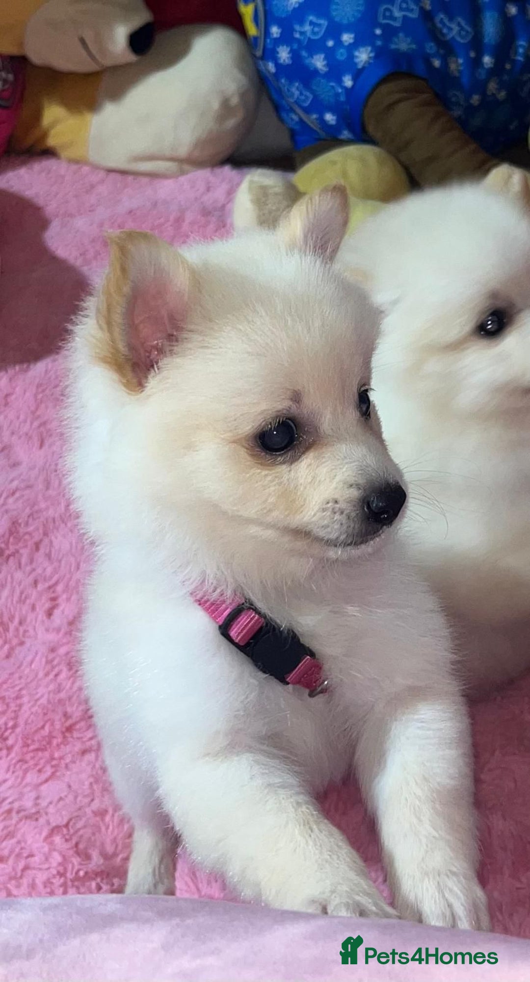 Pomeranian dogs for sale: Beautiful Pomeranian puppy’s  - Image 7