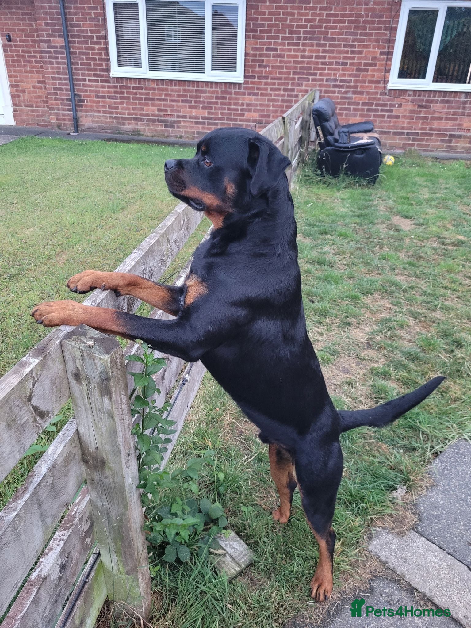 Rottweiler dogs 100% German bloodline Champion - Advert 3