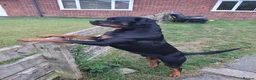 Rottweiler dogs for stud: 100% German bloodline Champion in Hebburn - Advert 1