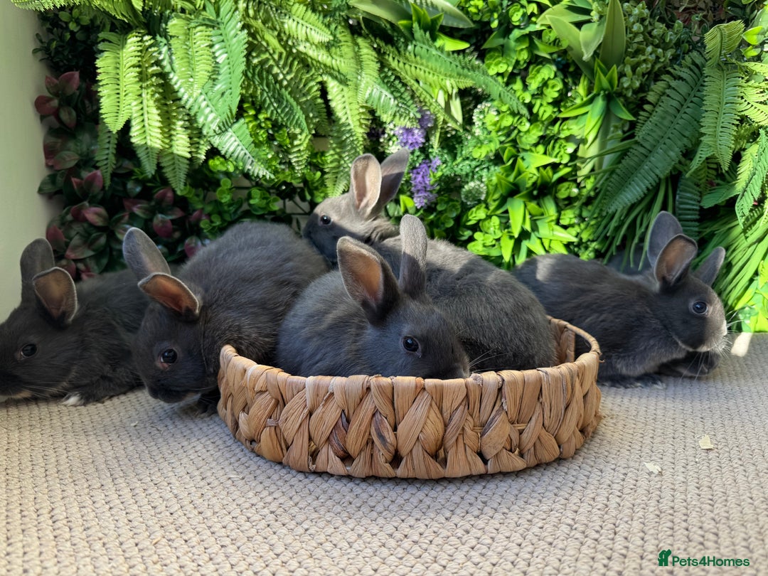 Mixed Breed rabbits for sale: Bunny’s ready to go  - Advert 3