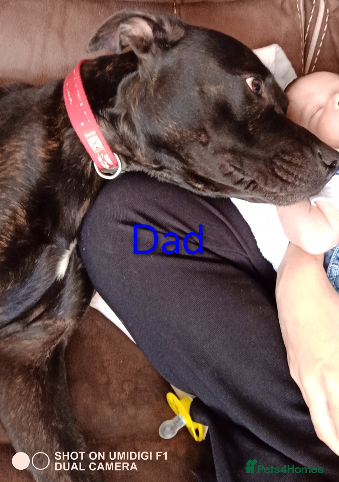 Mixed Breed dogs for sale: 1 tamaskan x pup available  - Advert 3