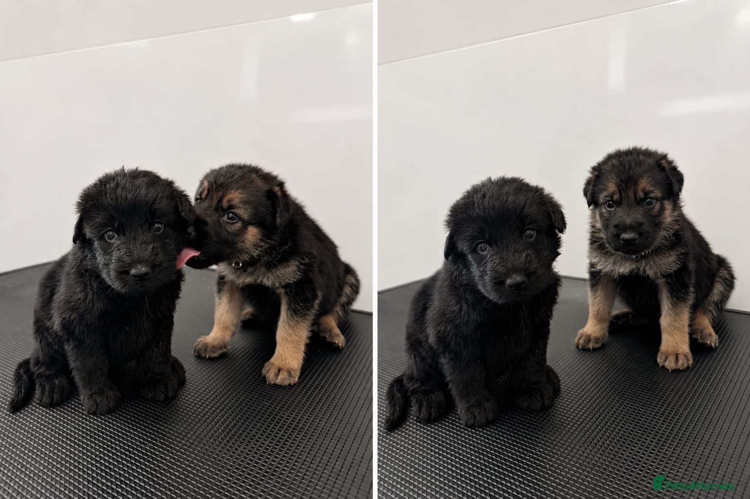 Mixed Breed dogs Stunning 7 week old German shepherd cross pups - Advert 1