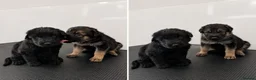 Mixed Breed dogs for sale: Stunning German shepherd mixed pups - Advert 8