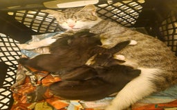 Domestic Shorthair cats for sale: Kittens for sale - Image 19