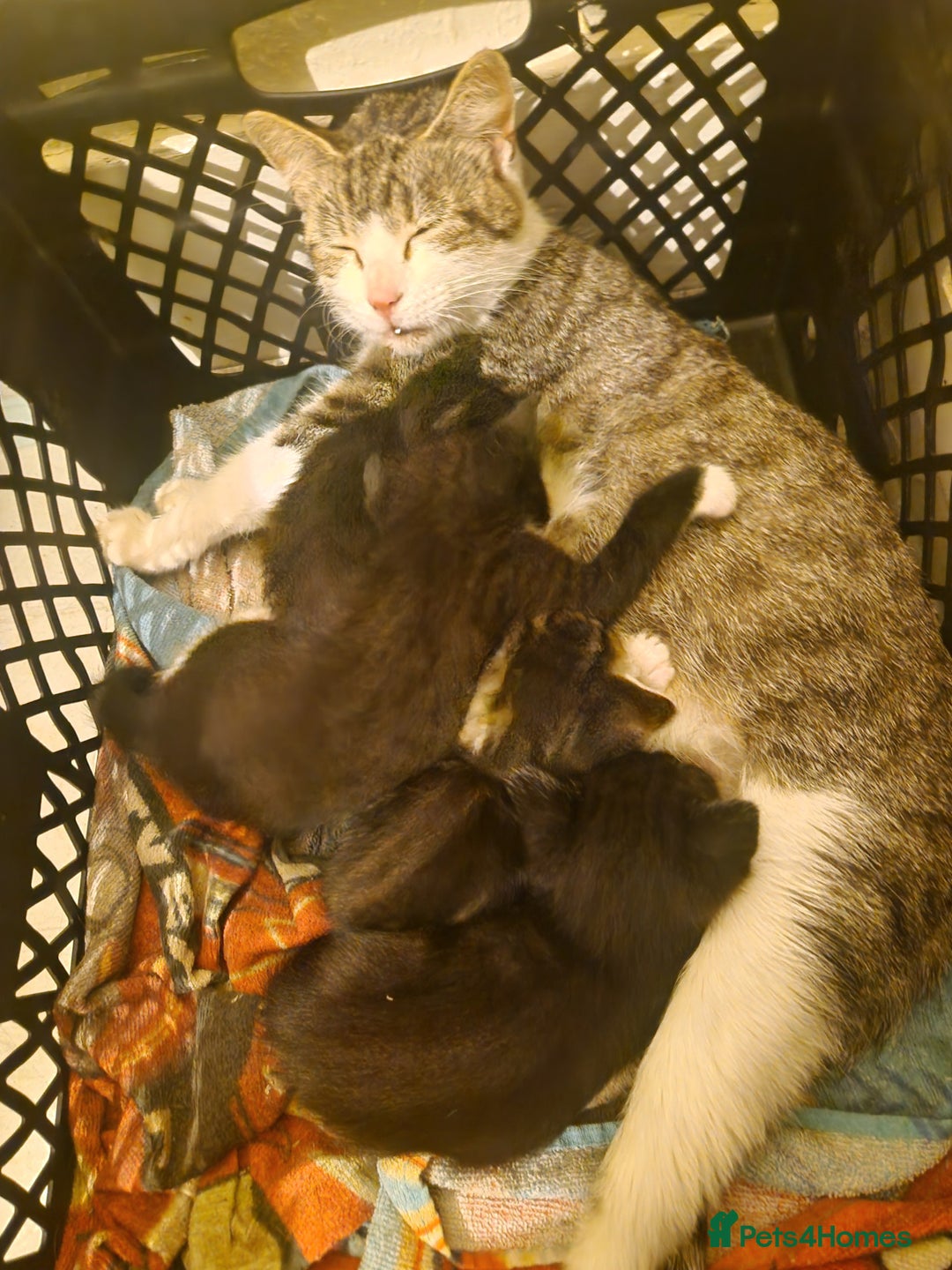 Domestic Shorthair cats for sale: Kittens for sale - Image 19