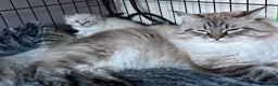 Siberian cats for sale: Champion Line Kitens - Advert 11