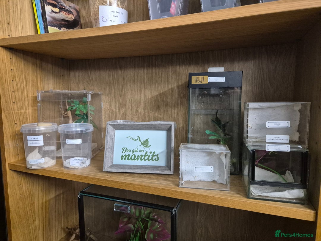 Praying Mantis invertebrates for sale: Various inverts mantis millipedes scorpions - Image 6