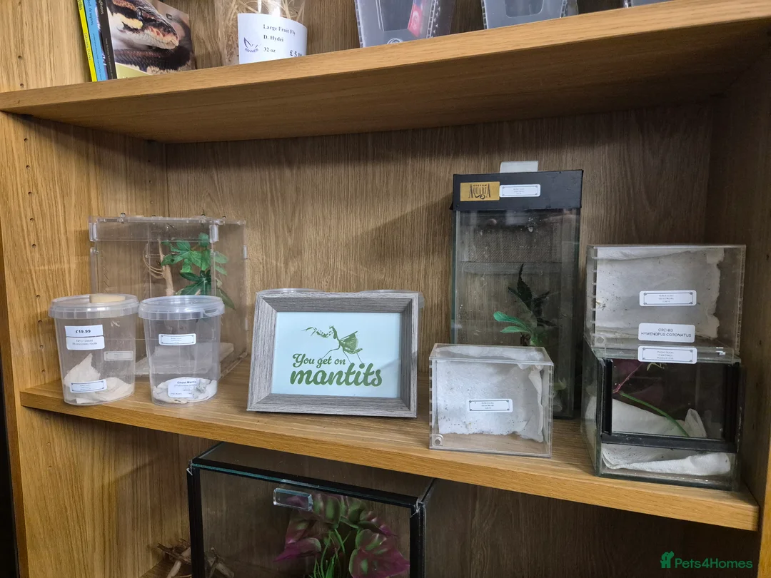 Praying Mantis invertebrates for sale: Various inverts mantis millipedes scorpions - Advert 6